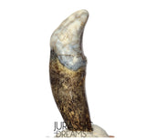 S357 - Nicely Preserved Huge Ice Age Cave Bear (Ursus spelaeus) Pre-Canine Tooth
