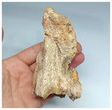 1179 - Museum Grade  Undescribed Pseudosuchia "Dog-faced Crocodile" Left Maxillary