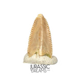 S319 - Top Rare Majungasaurus crenatissimus Abelisaurid Dinosaur PREMAXILLARY Tooth