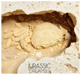 J51 - Finest Quality Fossil Crab (Potamon) Preserved in Travertine - Turkey Location