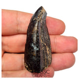 S500 - Top Huge Eusauropoda cf. Jobaria Sauropod Dinosaur Tooth - Jurassic Tiouraren Fm
