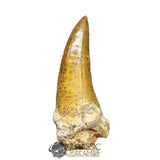 20029 - Nicely Preserved Large Suchomimus tenerensis Dinosaur Tooth