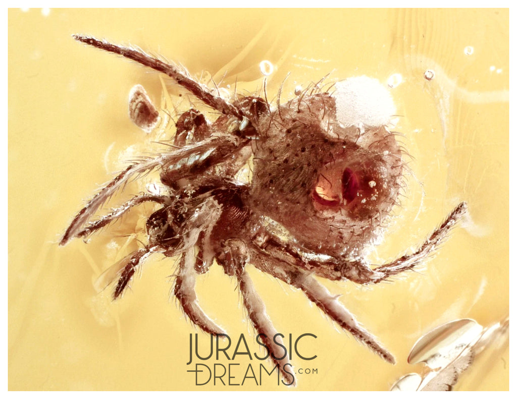 J40 - Nice SPIDER Araneae Fossil Inclusion Genuine BALTIC AMBER + HQ Picture