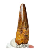 S130 - Nicely Preserved Spinosaurus aegyptiacus Dinosaur Tooth - Cretaceous KemKem Beds