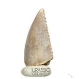 S95 - Nicely Preserved Majungasaurus crenatissimus Abelisaurid Dinosaur Tooth