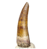 S367 - Huge Killer Suchomimus tenerensis Spinosaurid Dinosaur Tooth - VISIBLE CARINA