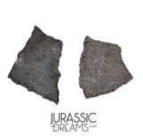 J282 - Exceedingly Rare Hadrosaurid (cf Maisaura peeblesorum) Set of 2 Egg Shells - Late Cretaceous Two Medicine Fm