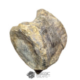 20235 - Huge Atlasaurus imelakei Sauropod Vertebra Bone - El Mers Fm