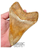 J563 - Gem Grade Huge Killer Megalodon Tooth from Rare Indonesia Location