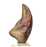J278 - Top Rare Killer Unidentified Theropod Dinosaur Claw - Lower Cretaceous Elrhaz Fm