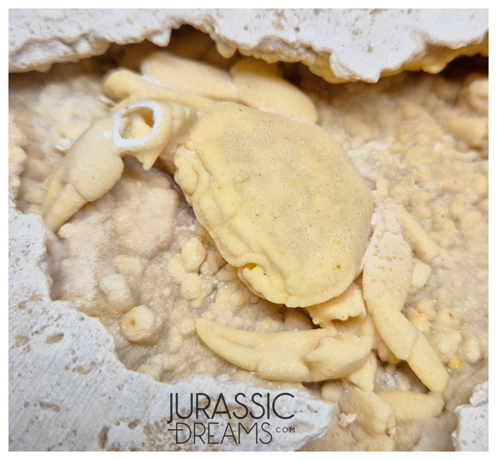J183 - Huge Fossil Crab (Potamon) Preserved in Travertine - Turkey Location
