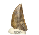 S263 - Large Nicely Preserved Majungasaurus crenatissimus Abelisaurid Dinosaur Tooth