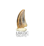 S73 - Top Rare Acheroraptor temertyorum (Dromaeosaurid Raptor Theropod) Dinosaur Tooth - Hell Creek Formation