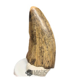 20456 - Nicely Preserved Afrovenator abakensis Megalosaurid Dinosaur Tooth IN CATAWIKI AUCTION NOW