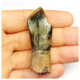 1304 - Top Rooted Jobaria Sauropod Dinosaur Tooth Jurassic Tiouraren Fm