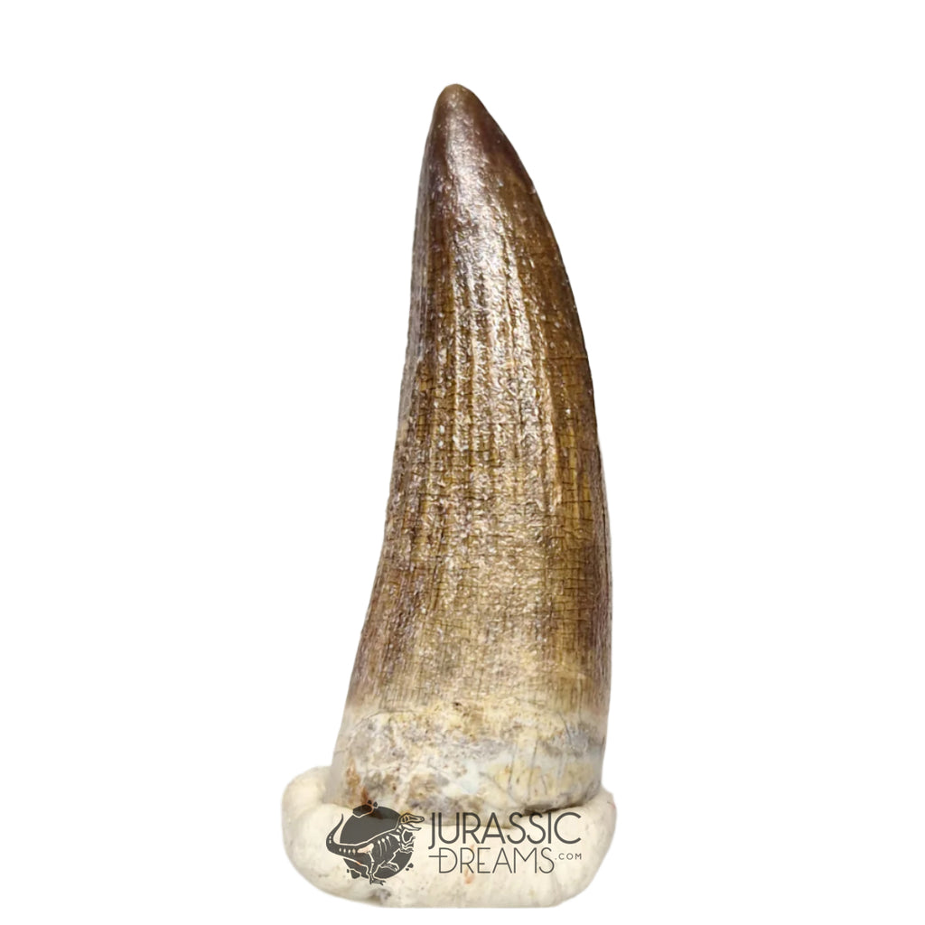 20437- Nicely Preserved Suchomimus tenerensis Dinosaur Tooth IN CATAWIKI AUCTION NOW