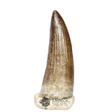20437- Nicely Preserved Suchomimus tenerensis Dinosaur Tooth IN CATAWIKI AUCTION NOW
