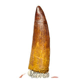 S393 - Nicely Preserved Spinosaurus aegyptiacus Dinosaur Tooth - Red Sanstone Beds