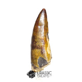 20494- Nicely Preserved Suchomimus tenerensis Dinosaur Tooth IN CATAWIKI AUCTION NOW