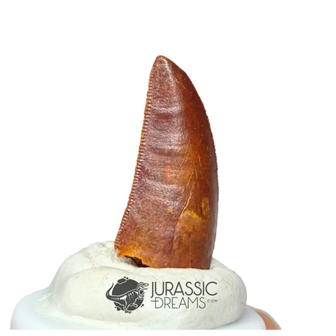 20220 - Nicely Preserved Abelisaurid Dinosaur Tooth - Cretaceous KemKem Beds IN CATAWIKI AUCTION NOW