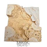 J228 - Finest Quality Fossil Crab (Potamon) Preserved in Travertine - Turkey Location