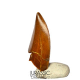 S361 - Outstanding Large Majungasaurus crenatissimus Abelisaurid Dinosaur Tooth - Late Cretaceous
