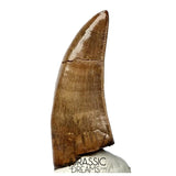 J566 - Tyrannosaur Dinosaur Tooth - Nanotyrannus sp - Late Cretaceous - Lance Creek Fm