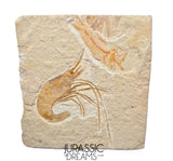 S245 - Top Association Fossil Shrimp Carpopenaeus sp + Sedenhorstia sp Fossil Fish - Cretaceous Lebanon