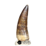 20525- Nicely Preserved Large Suchomimus tenerensis Dinosaur Tooth
