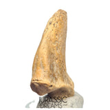 S232 - Amazing Huge Ice Age Cave Bear (Ursus spelaeus) Claw - Upper Pleistocene