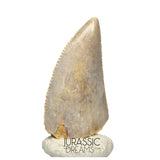 S95 - Nicely Preserved Majungasaurus crenatissimus Abelisaurid Dinosaur Tooth