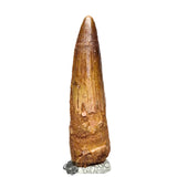 20179 - Nicely Preserved Large Spinosaurus aegyptiacus Dinosaur Tooth IN CATAWIKI AUCTION NOW
