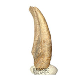 J410 - Museum Grade Ornithocheirid Pterosaur Claw - Lower Cretaceous Elrhaz Fm