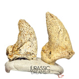 S297 - Set of 2 Huge Ice Age Cave Bear (Ursus spelaeus) Claws - Upper Pleistocene