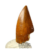 S361 - Outstanding Large Majungasaurus crenatissimus Abelisaurid Dinosaur Tooth - Late Cretaceous