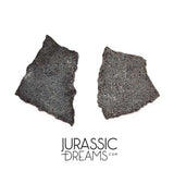 J282 - Exceedingly Rare Hadrosaurid (cf Maisaura peeblesorum) Set of 2 Egg Shells - Late Cretaceous Two Medicine Fm