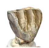 S504 - Top Huge Ouranosaurus nigeriensis Basal Hadrosaurid Dinosaur Tooth - Cretaceous Elrhaz Fm