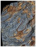 S175 - Museum Grade Ordovician Aged Brittle Stars (Ophiura sp) Mortality Plate + Carpoid & Edrioasteroid