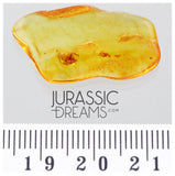 J37 - Nice SPIDER Araneae Fossil Inclusion Genuine BALTIC AMBER + HQ Picture