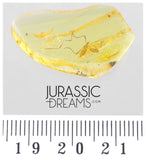 J16 - Great Looking CRANE FLY Limoniidae Fossil Inclusion Genuine BALTIC AMBER + HQ Picture