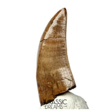J566 - Tyrannosaur Dinosaur Tooth - Nanotyrannus sp - Late Cretaceous - Lance Creek Fm
