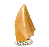 S395 - Finest Quality Majungasaurus crenatissimus Abelisaurid Dinosaur Tooth - Late Cretaceous