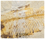 S363 - Mass Mortality Plate "Diplomystus dentatus" + "Knightia eocaena" Fossil Fishes - Eocene Age from USA
