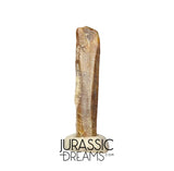 S373 - Top Rare Nigersaurus taqueti Rebbachisaurid Sauropod Dinosaur Tooth