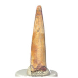 S487 - Nicely Preserved Ornithocheirid Pterosaur Tooth (cf Ornithocheirus sp) - Cretaceous Elrhaz Fm