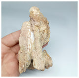 1179 - Museum Grade  Undescribed Pseudosuchia "Dog-faced Crocodile" Left Maxillary