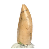 S164 - Large Majungasaurus crenatissimus Abelisaurid Dinosaur Tooth with Unusual Green Sandstone matrix on its base