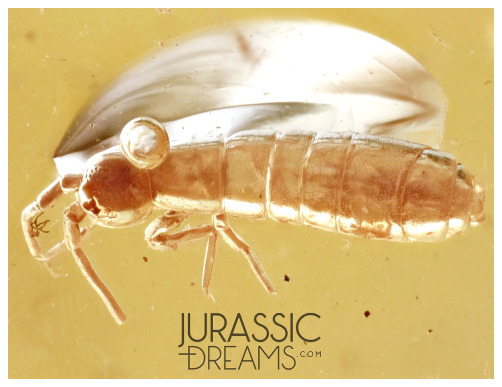 J13 - Large Nice SPRINGTAIL Collembola Fossil Inclusion Genuine BALTIC AMBER + HQ Picture