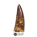 20506- Nicely Preserved Suchomimus tenerensis Dinosaur Tooth