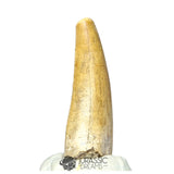 20276- Nicely Preserved Afrovenator abakensis Megalosaurid Dinosaur Tooth Jurassic Tiouraren Fm IN CATAWIKI AUCTION NOW